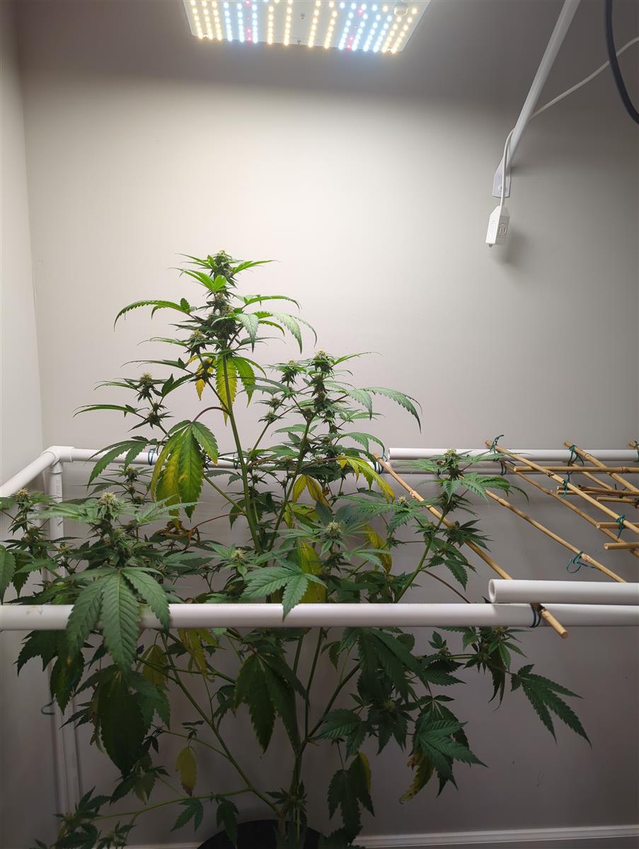 Featured Plant Image