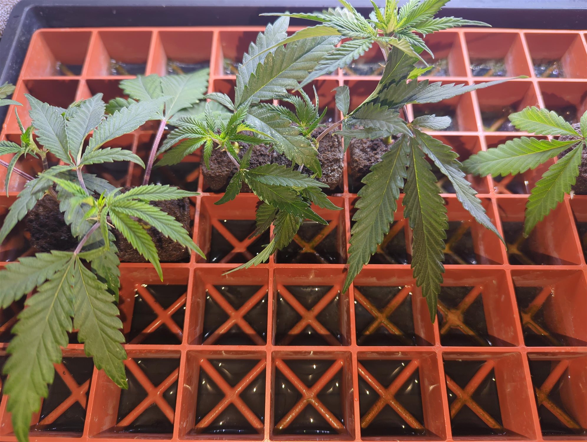 Featured Plant Image