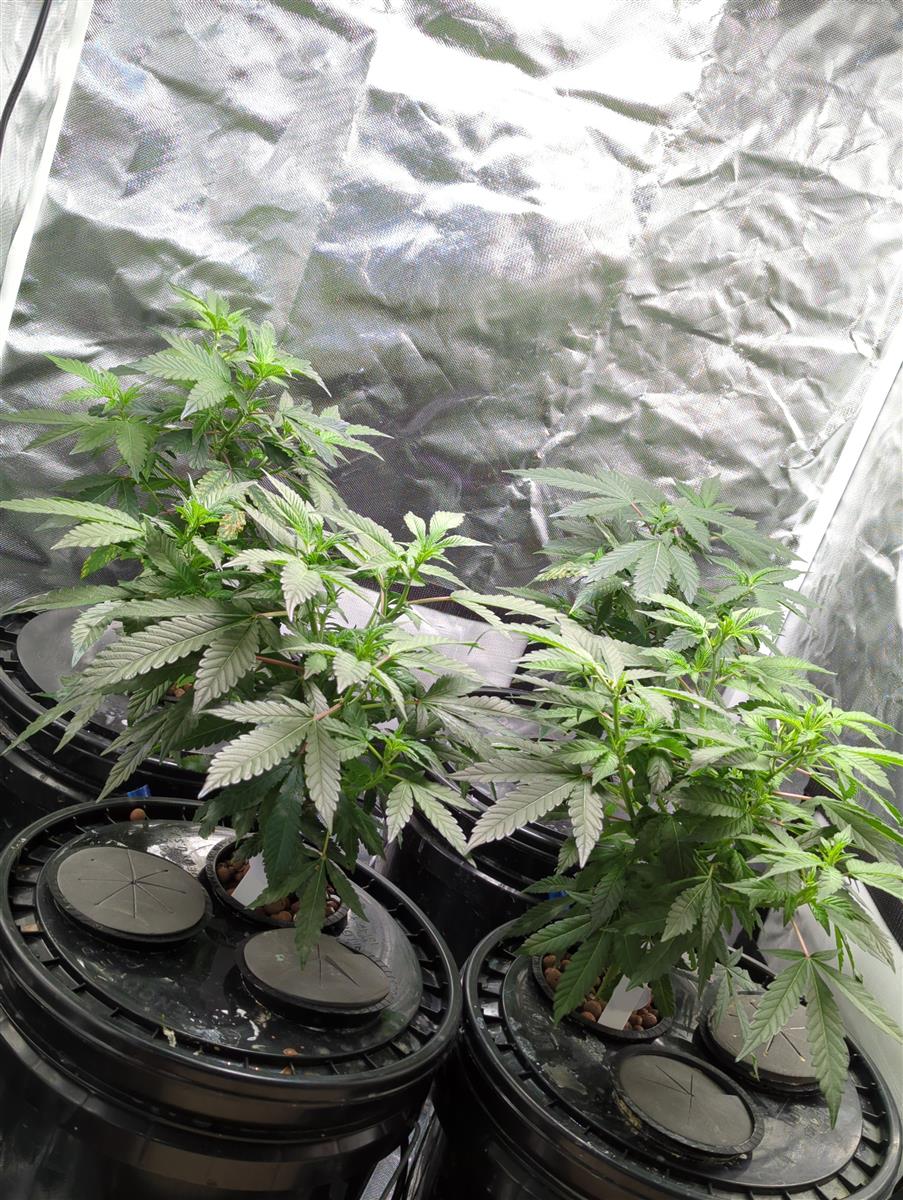 Featured Plant Image