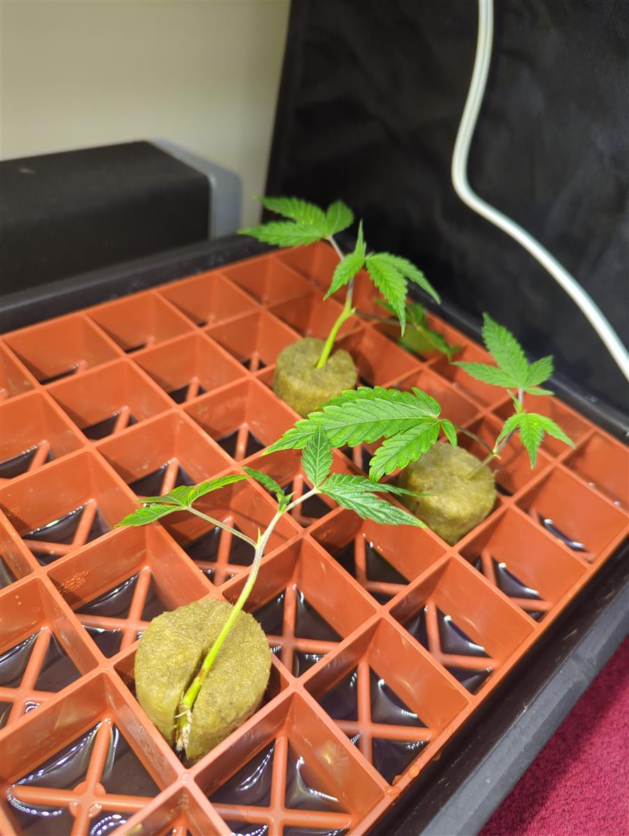 Featured Plant Image