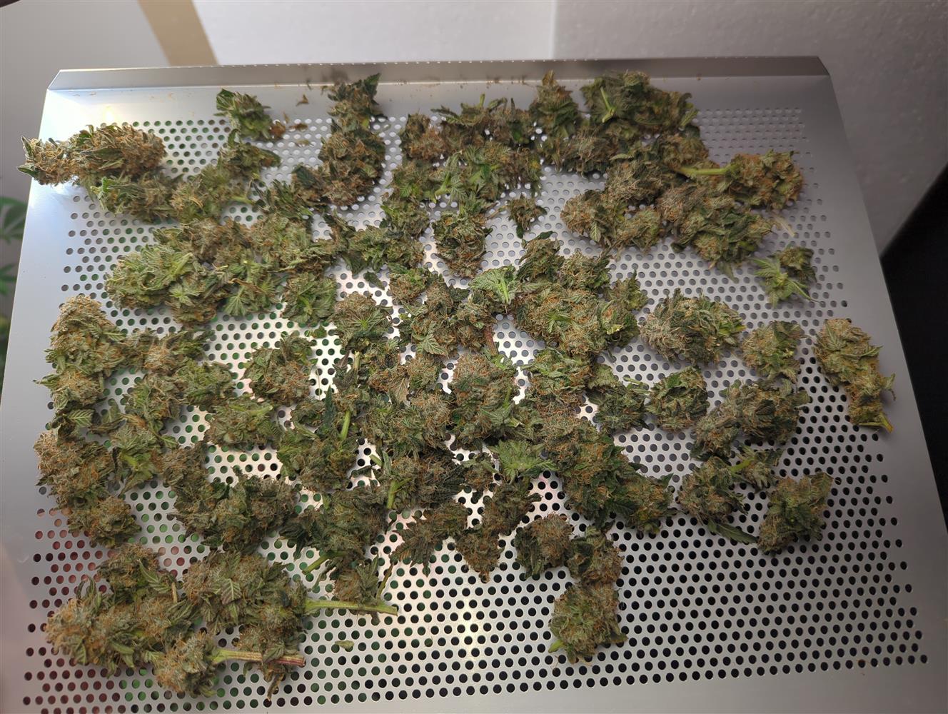 Featured Plant Image