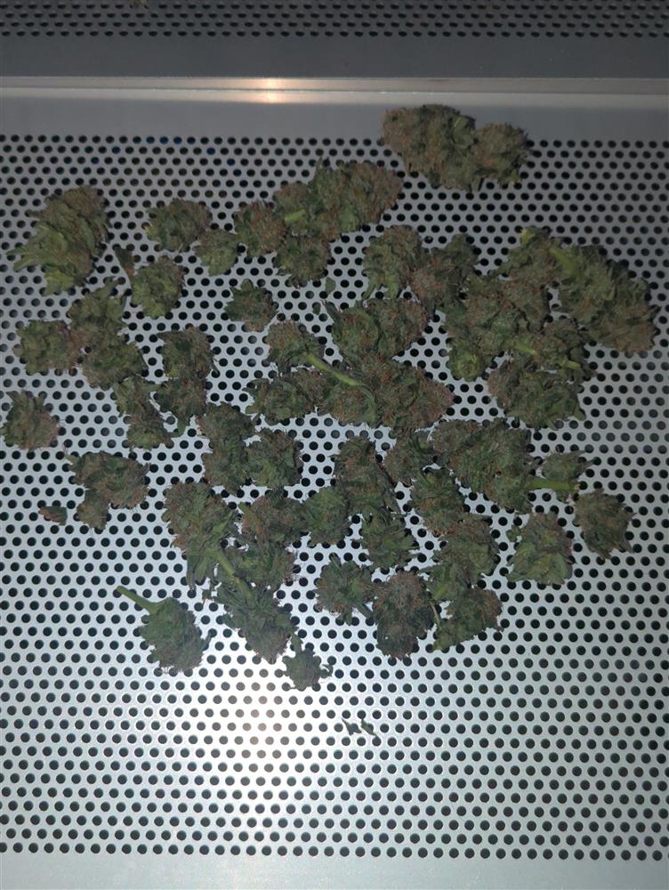 Featured Plant Image