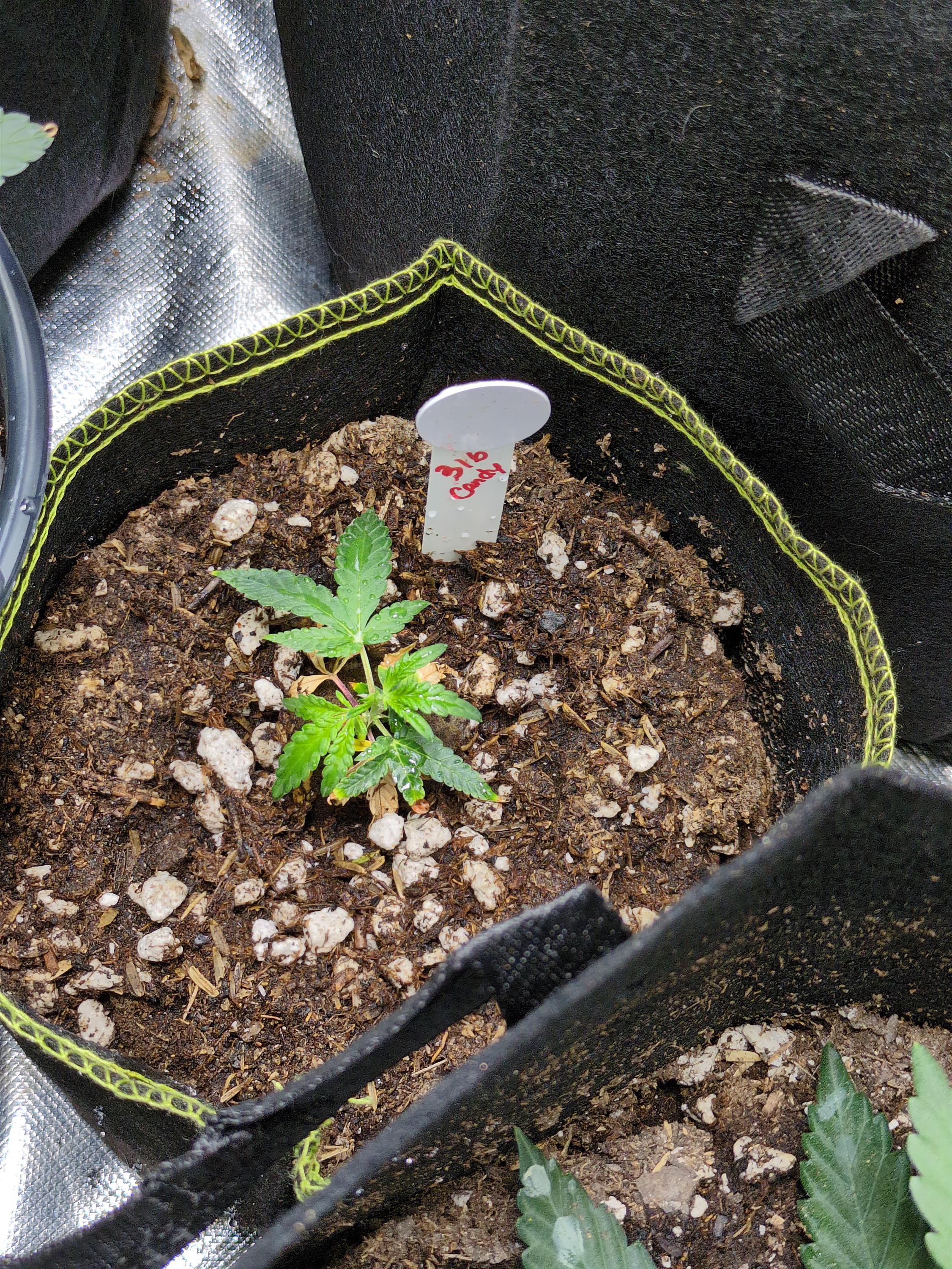 Plant Image