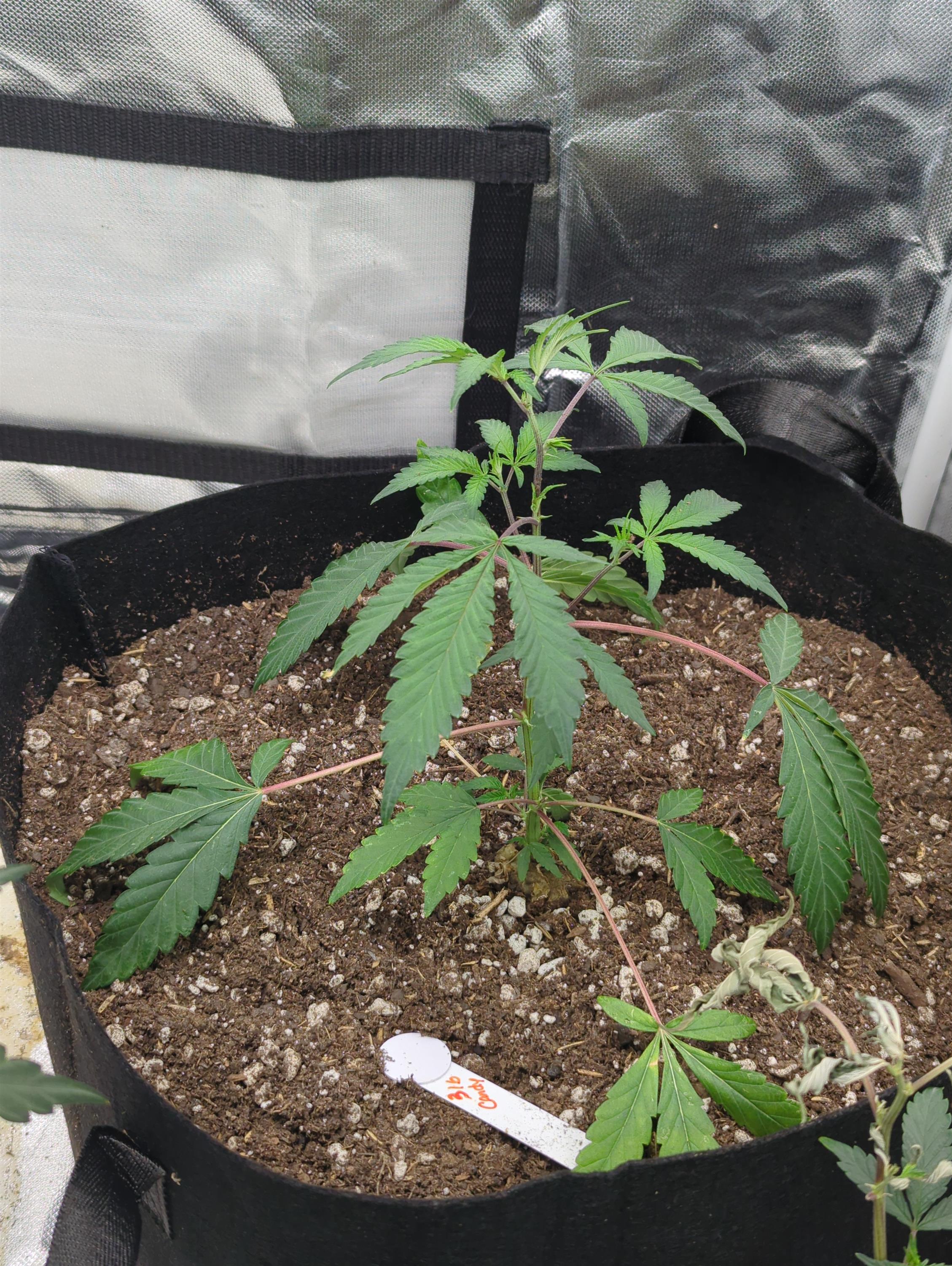 Plant Image