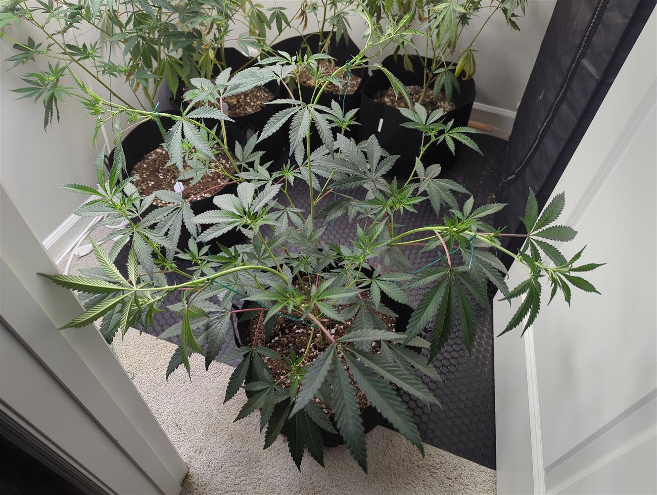 Plant Image