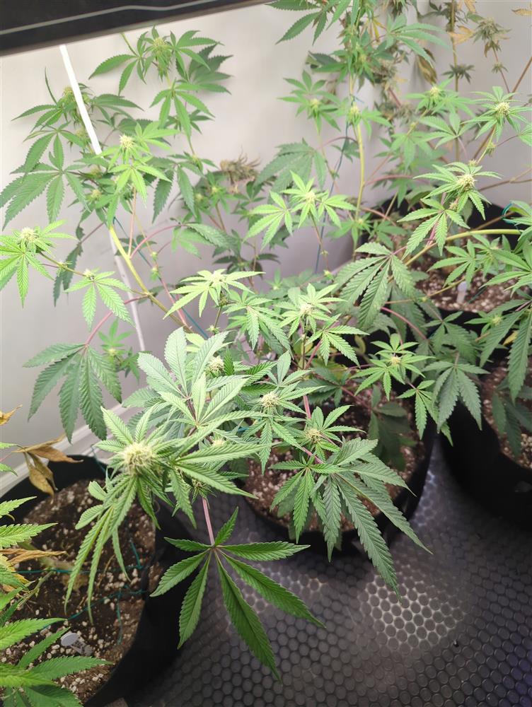 Plant Image