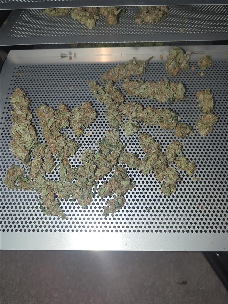 Featured Plant Image