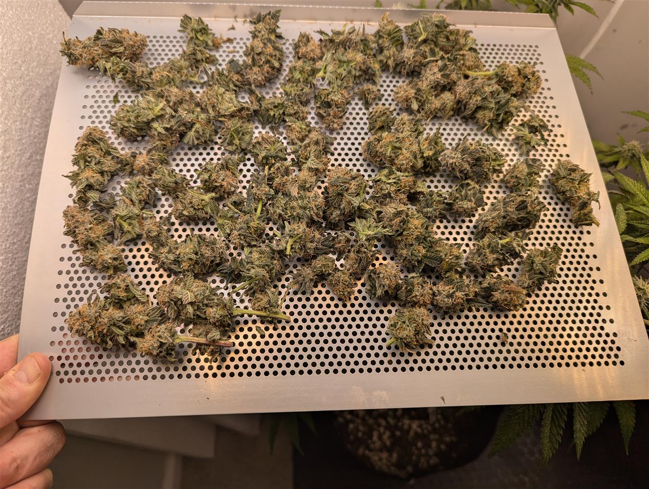 Featured Plant Image