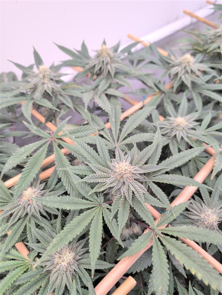 Featured Plant Image