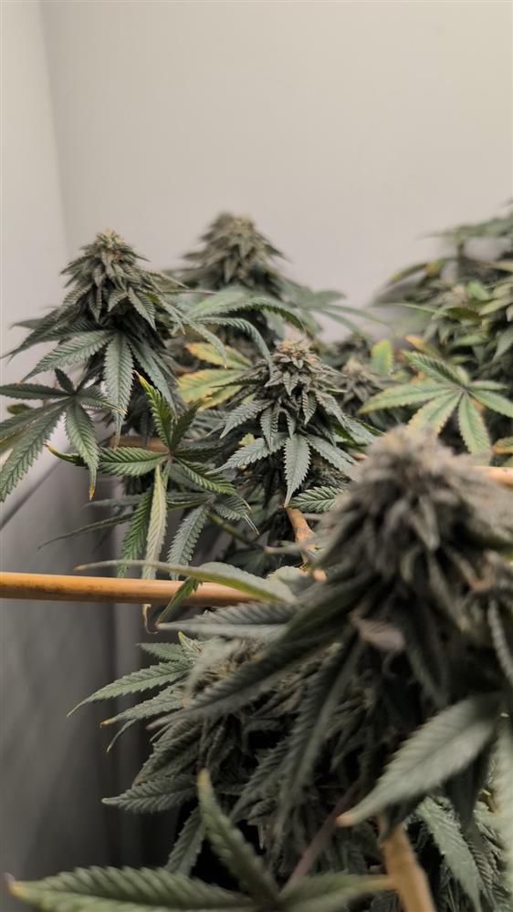 Featured Plant Image