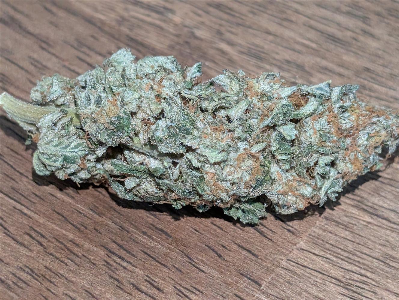 Featured Plant Image