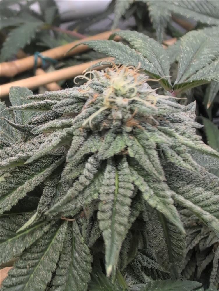 Featured Plant Image