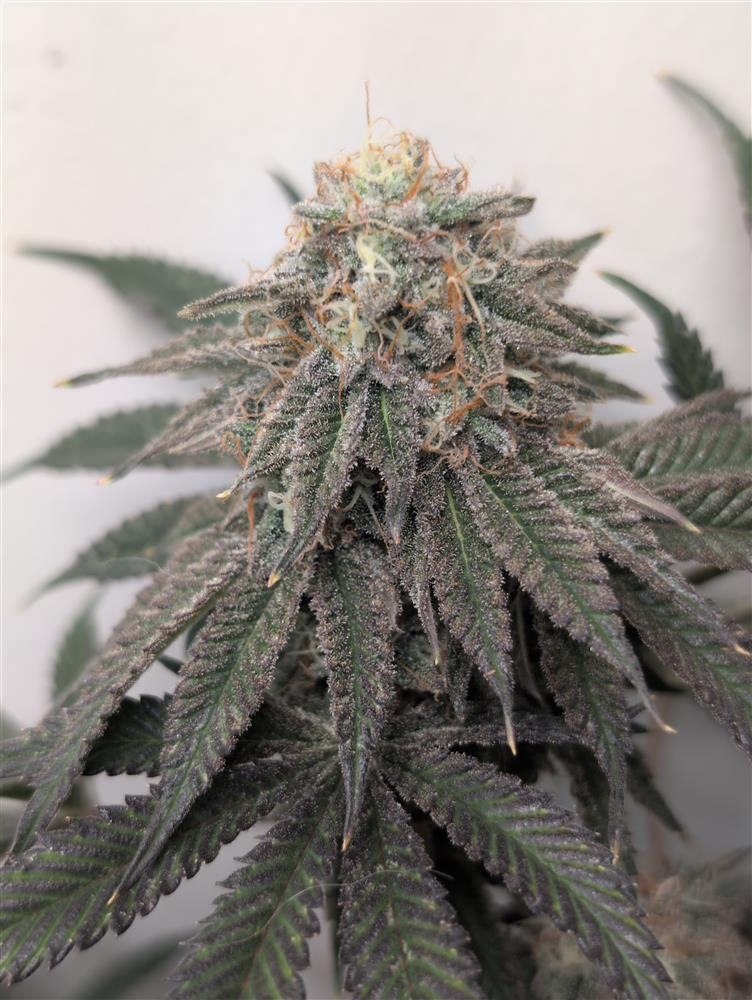 Featured Plant Image