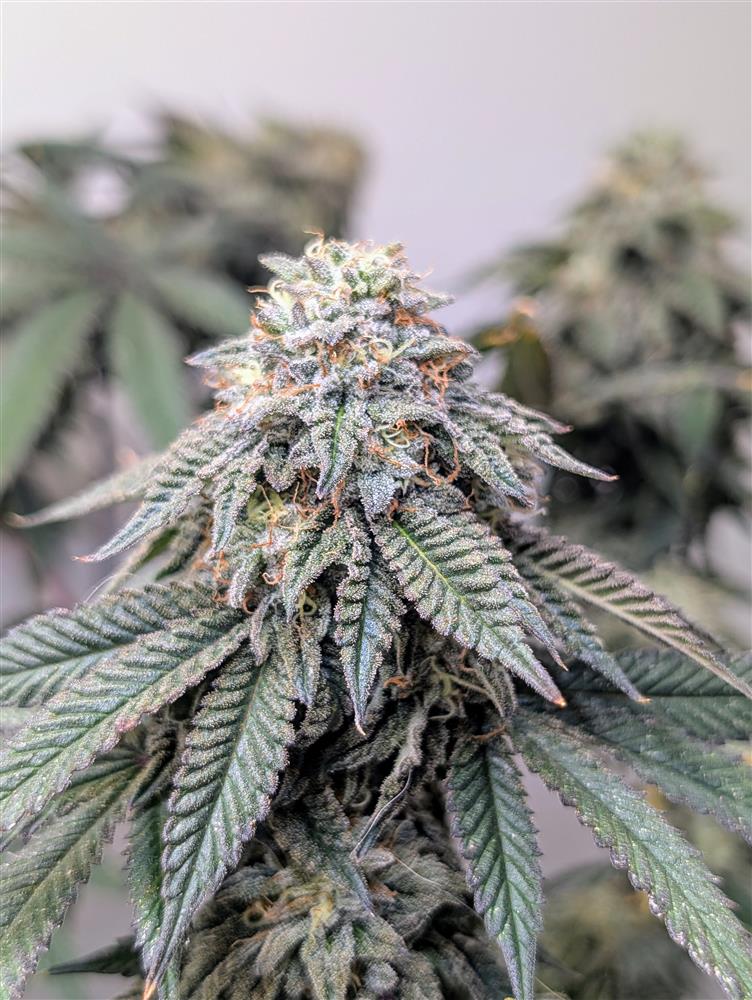 Featured Plant Image