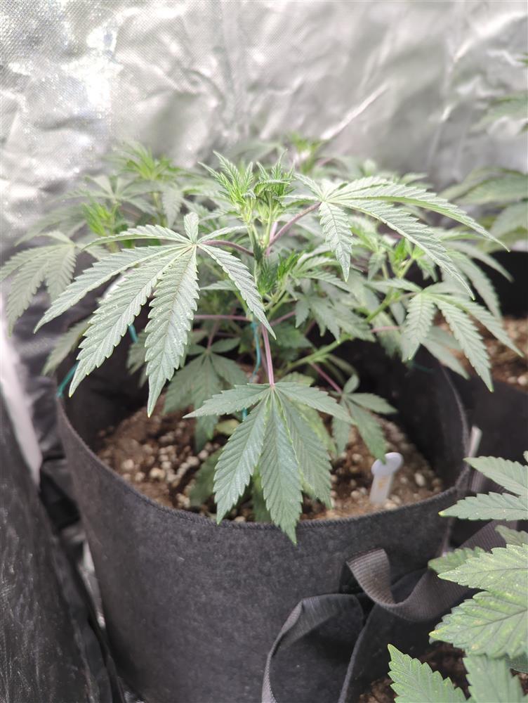 Plant Image