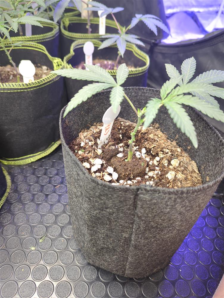 Plant Image