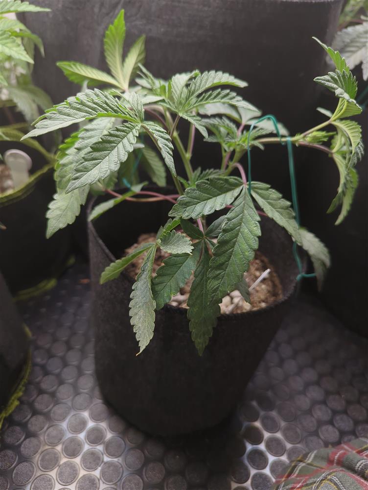 Plant Image