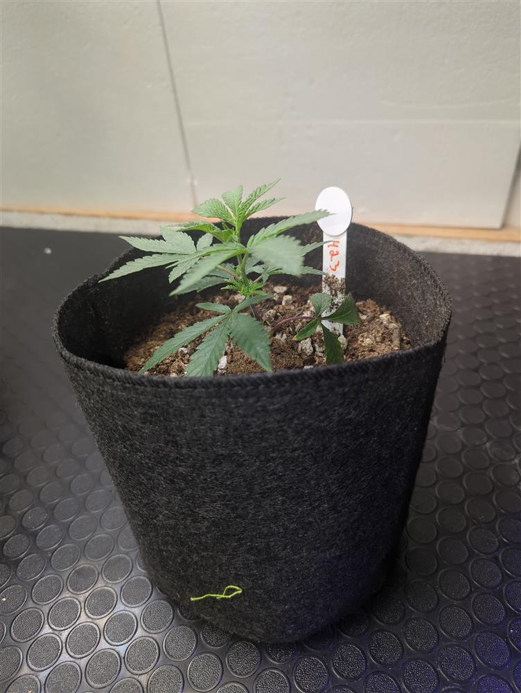 Plant Image