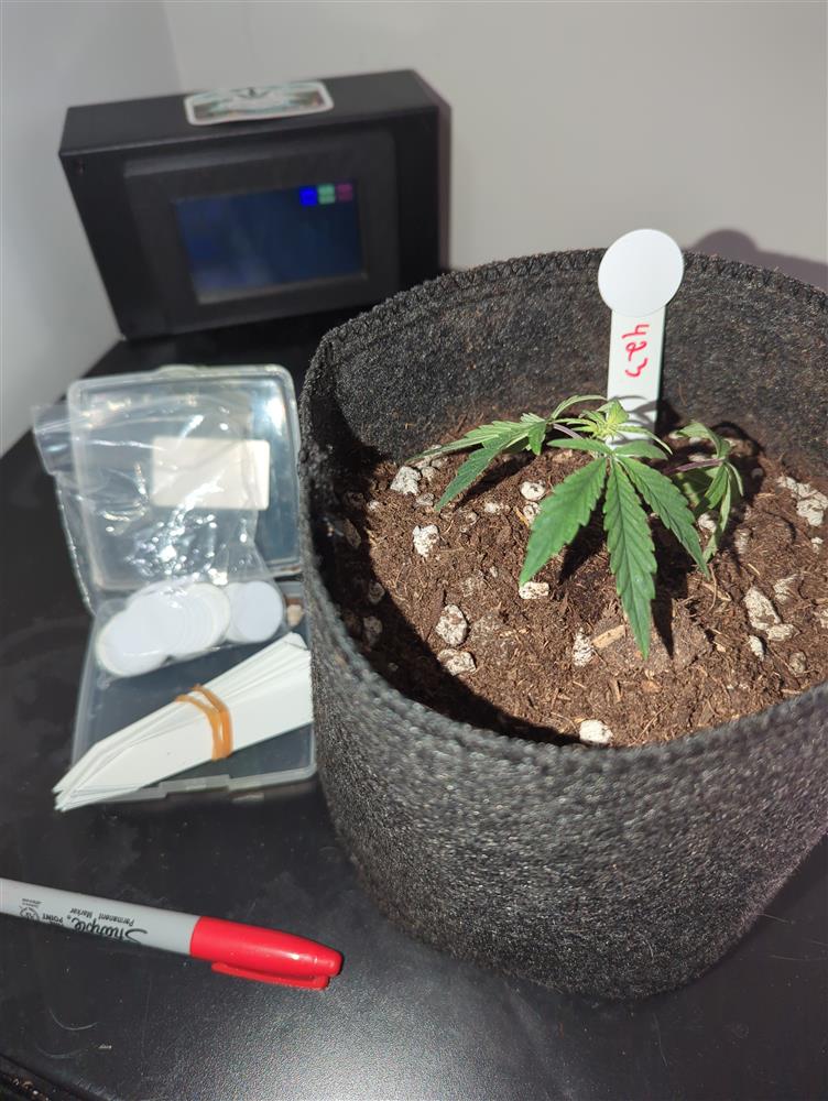 Plant Image