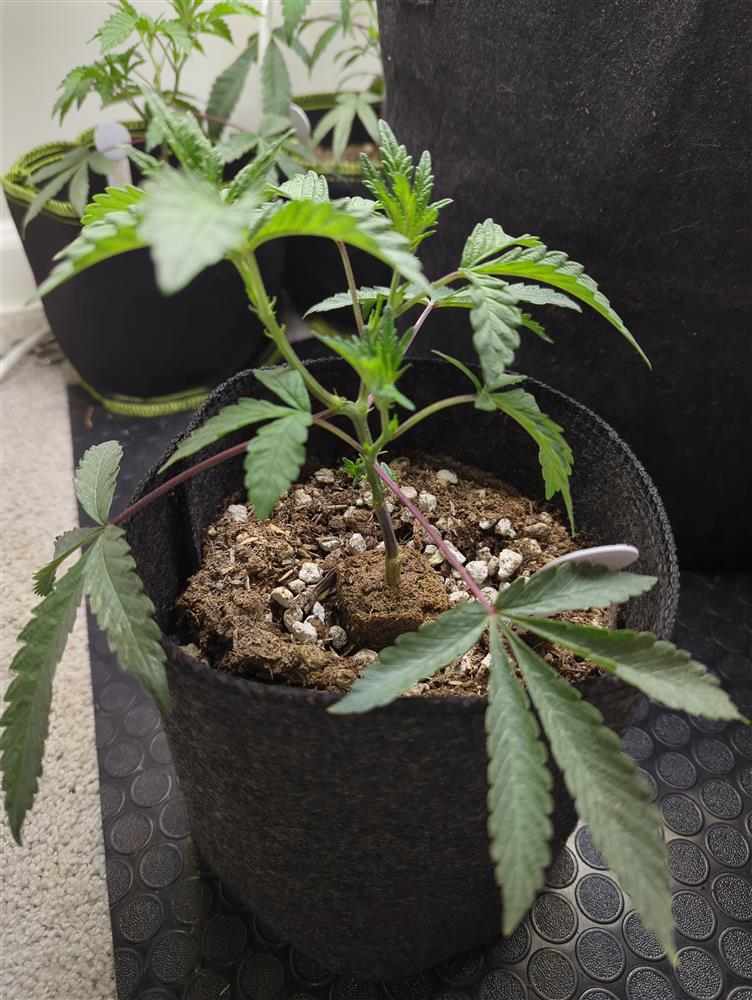 Plant Image