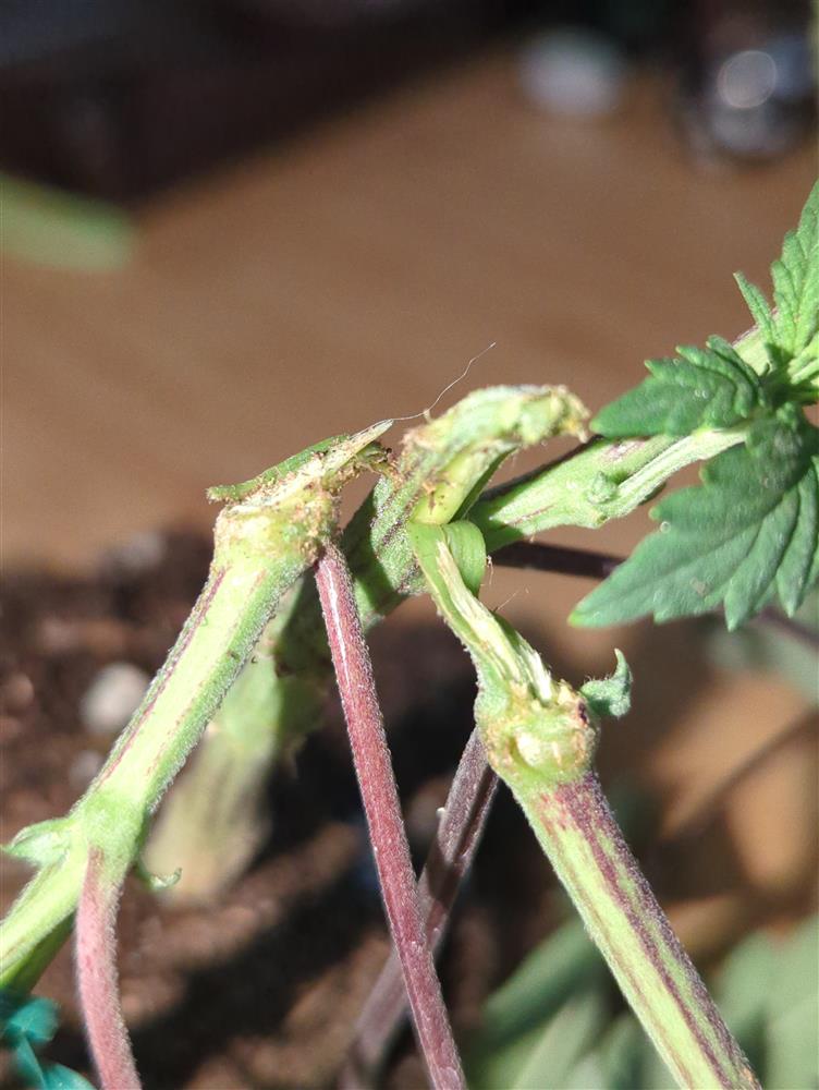 Featured Plant Image