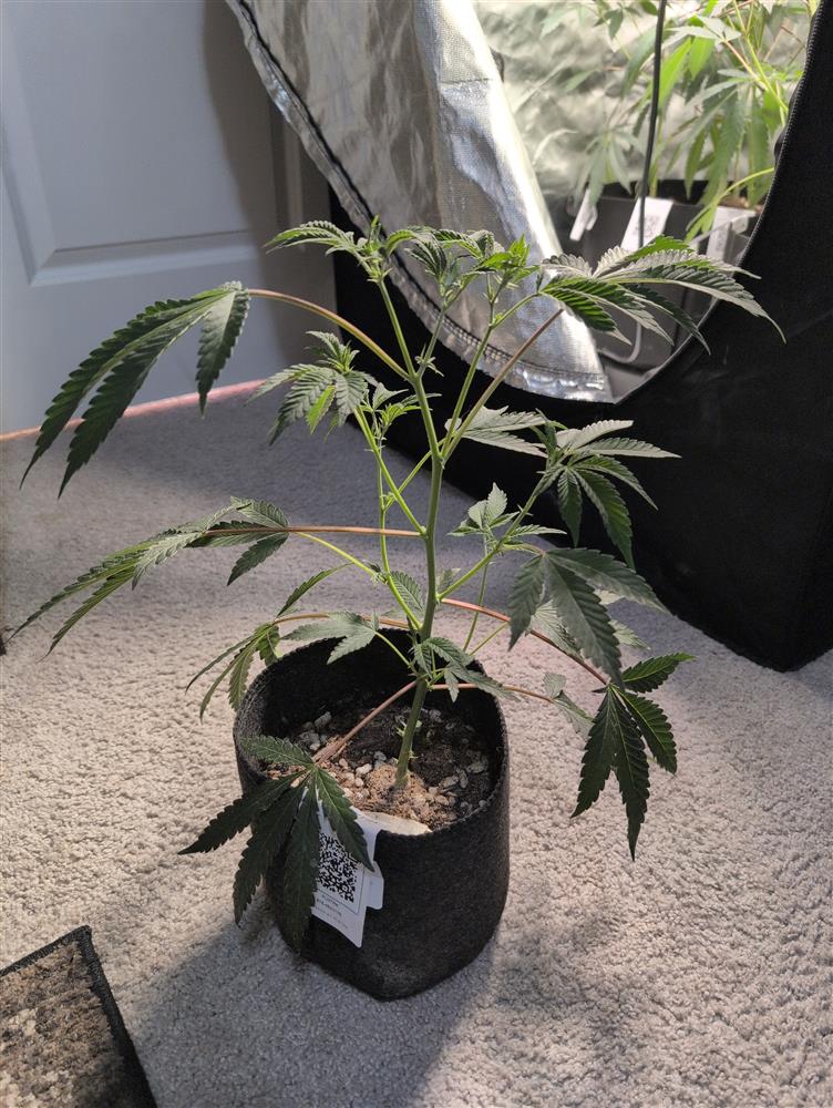 Featured Plant Image