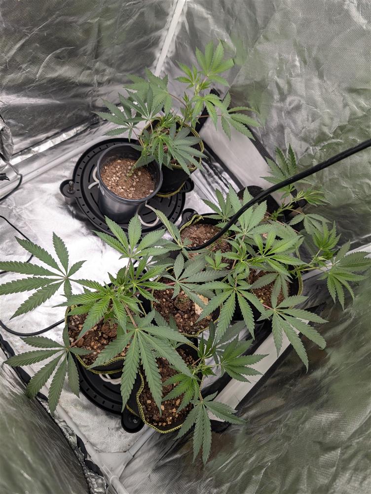 Featured Plant Image