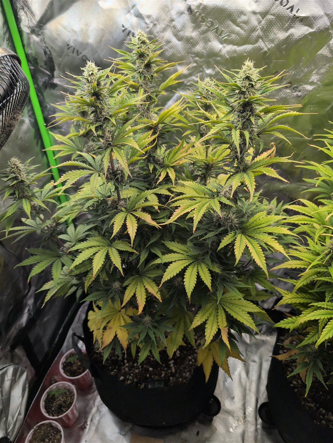 MACE WINDU II plant image