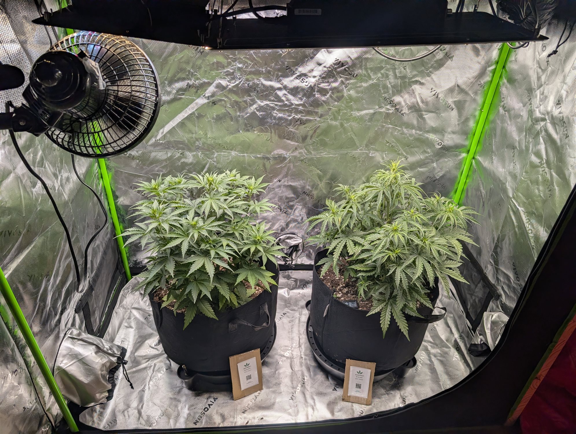 MACE WINDU II plant image