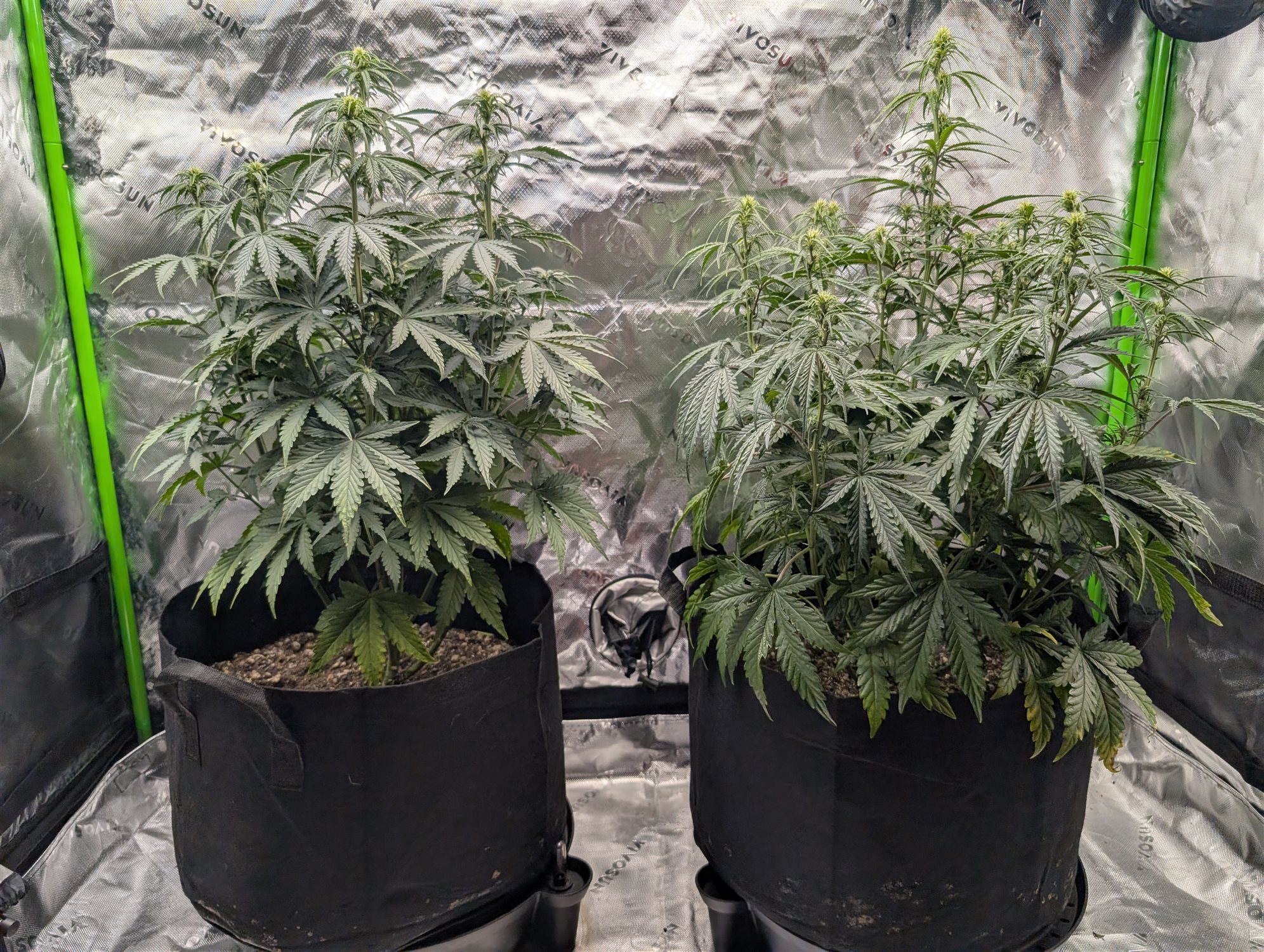 MACE WINDU II plant image