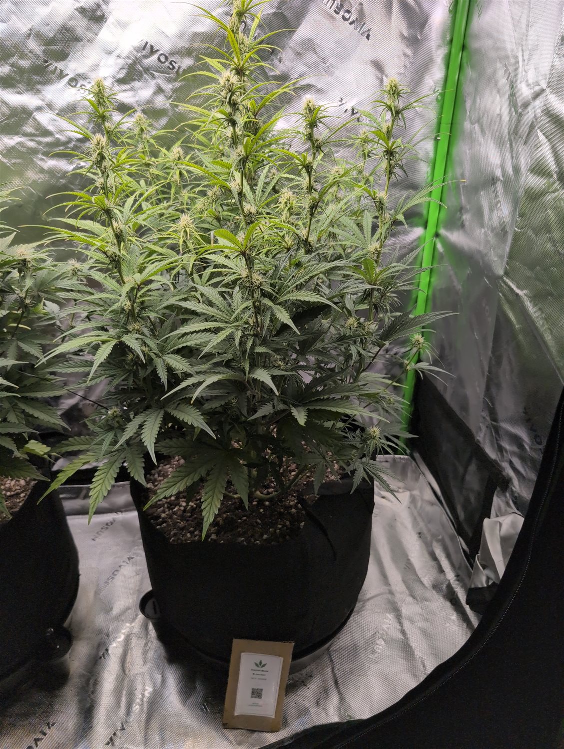 Gnomish Skunk plant image