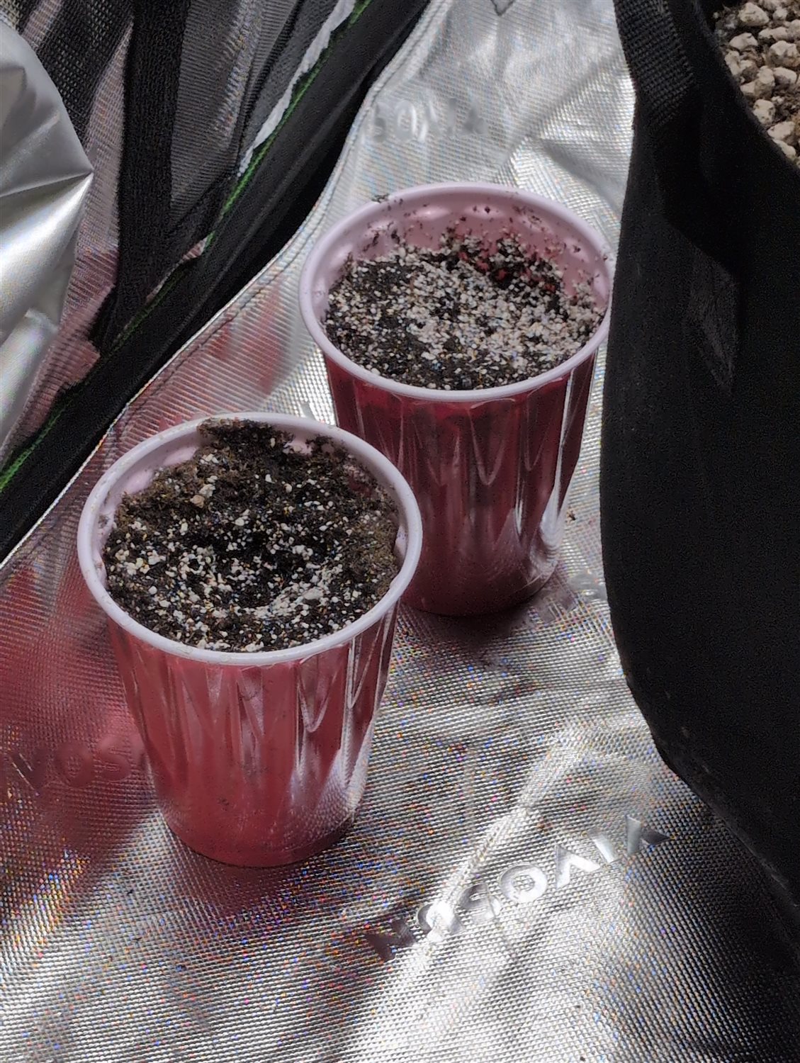 Richie Rich plant photo