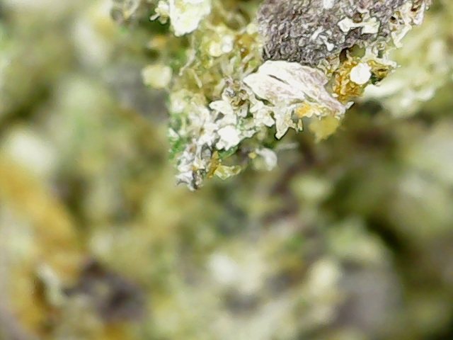 Richie Rich plant image