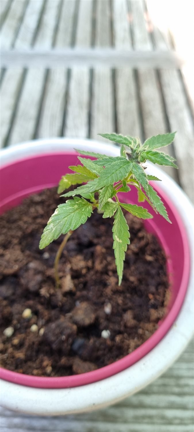 Featured Plant Image