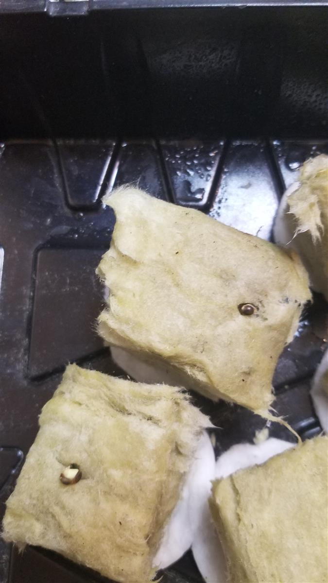 Featured Plant Image