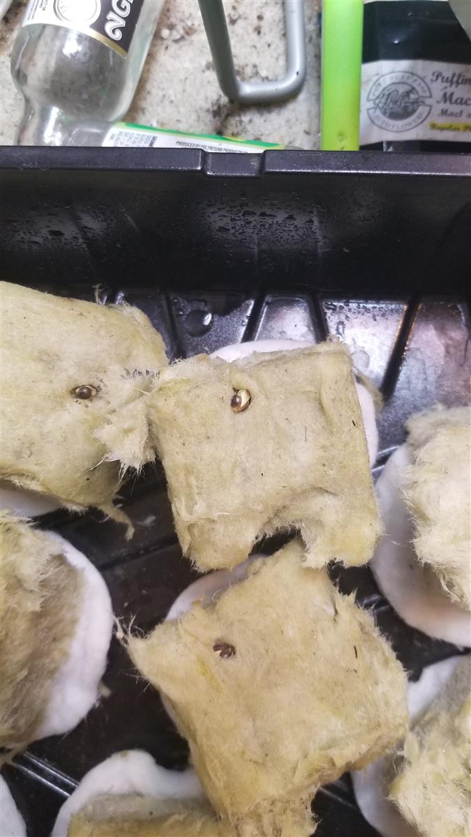 Featured Plant Image