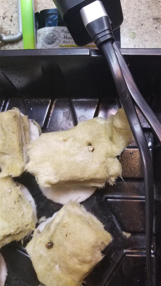 Featured Plant Image