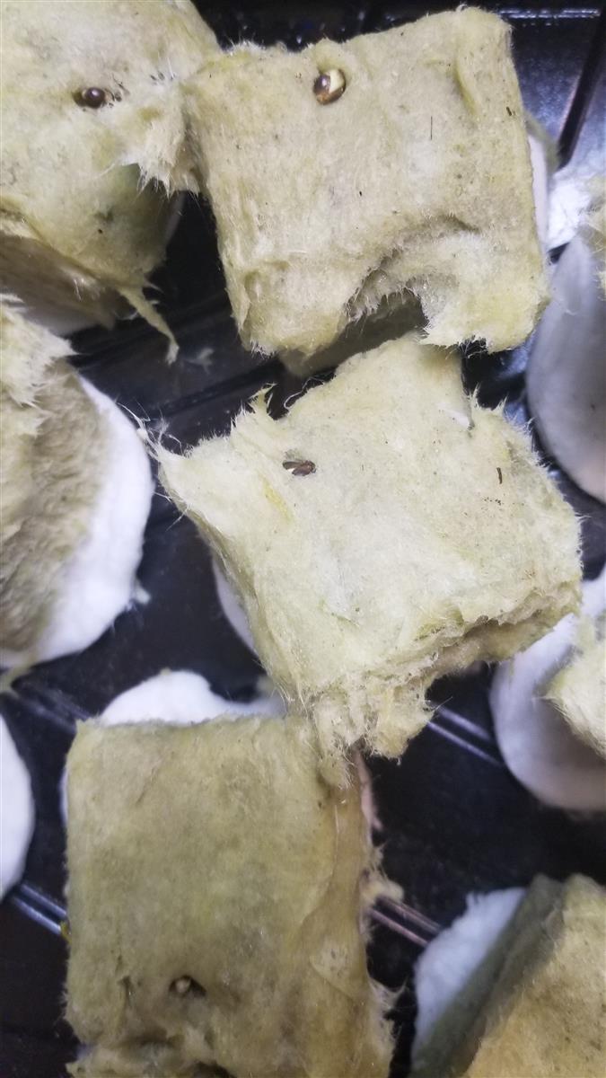 Featured Plant Image