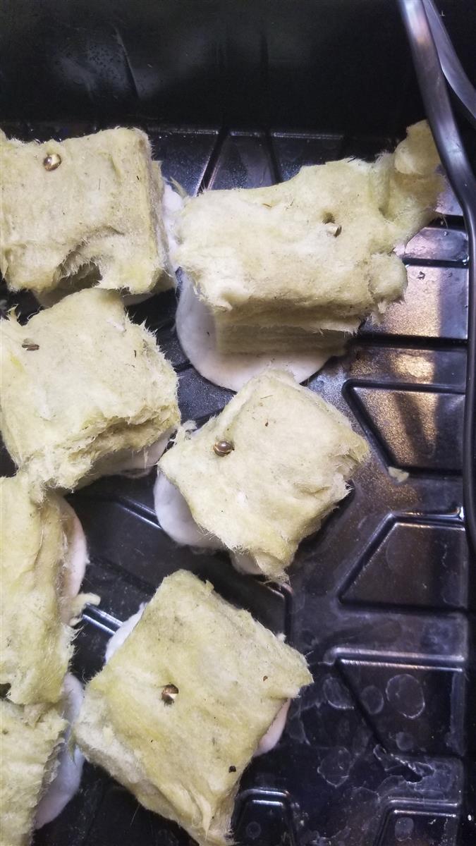 Featured Plant Image