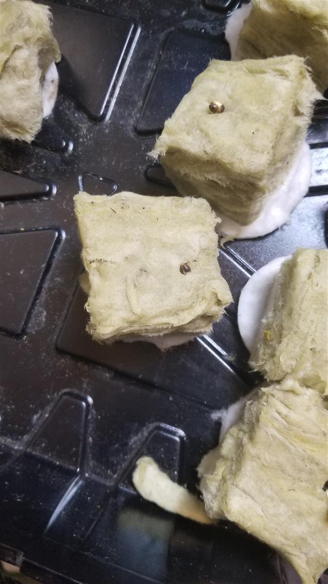 Featured Plant Image