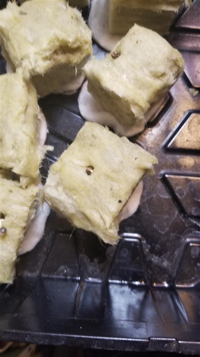 Featured Plant Image