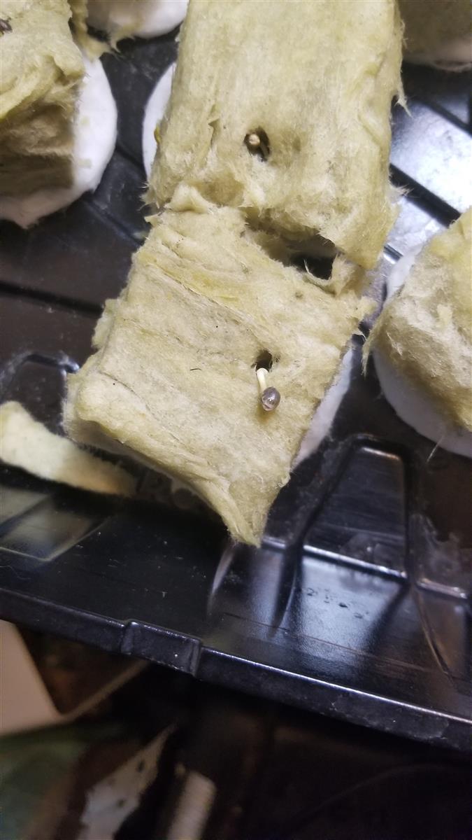 Featured Plant Image