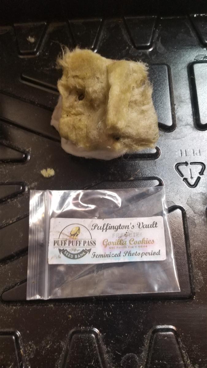 Featured Plant Image