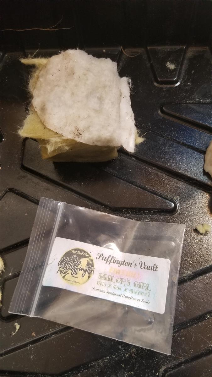 Featured Plant Image