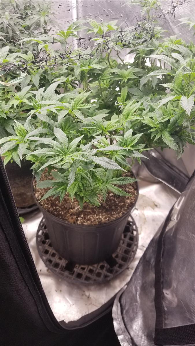 Featured Plant Image