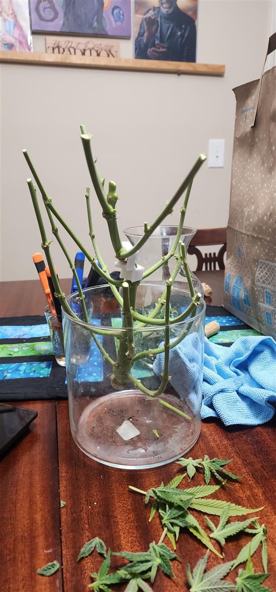 Featured Plant Image