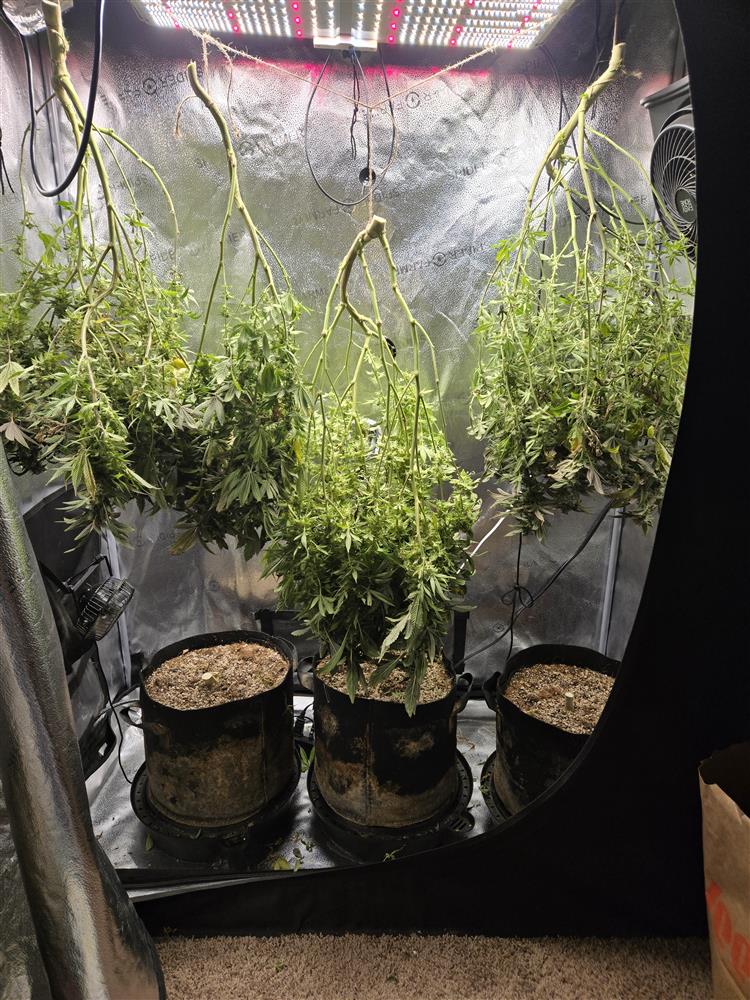 Featured Plant Image