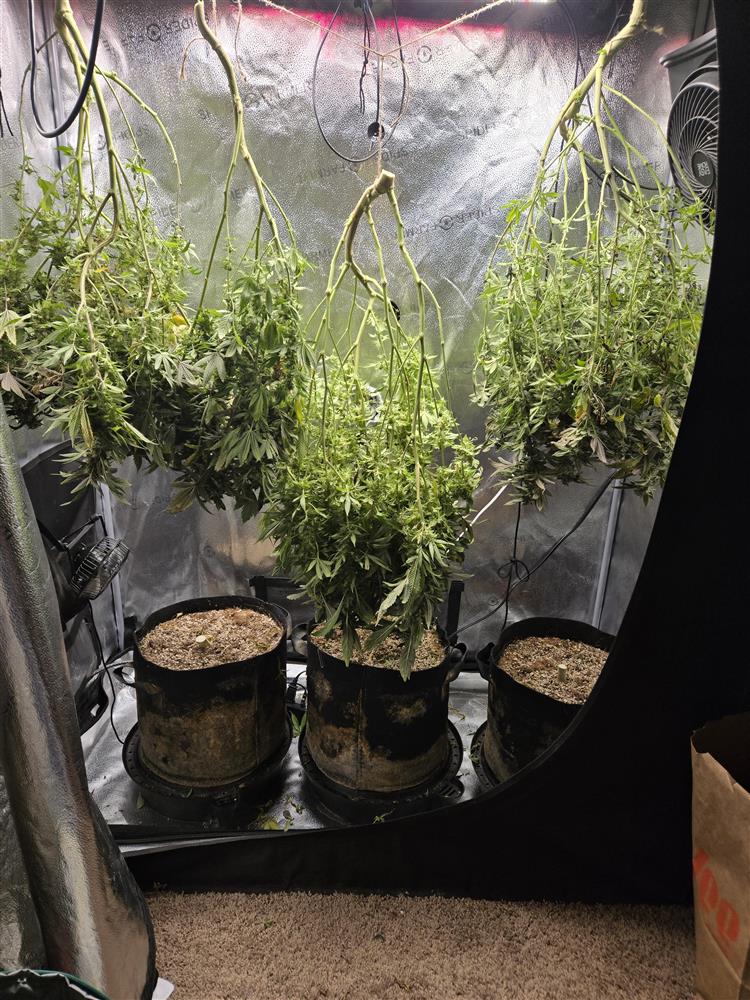 Featured Plant Image