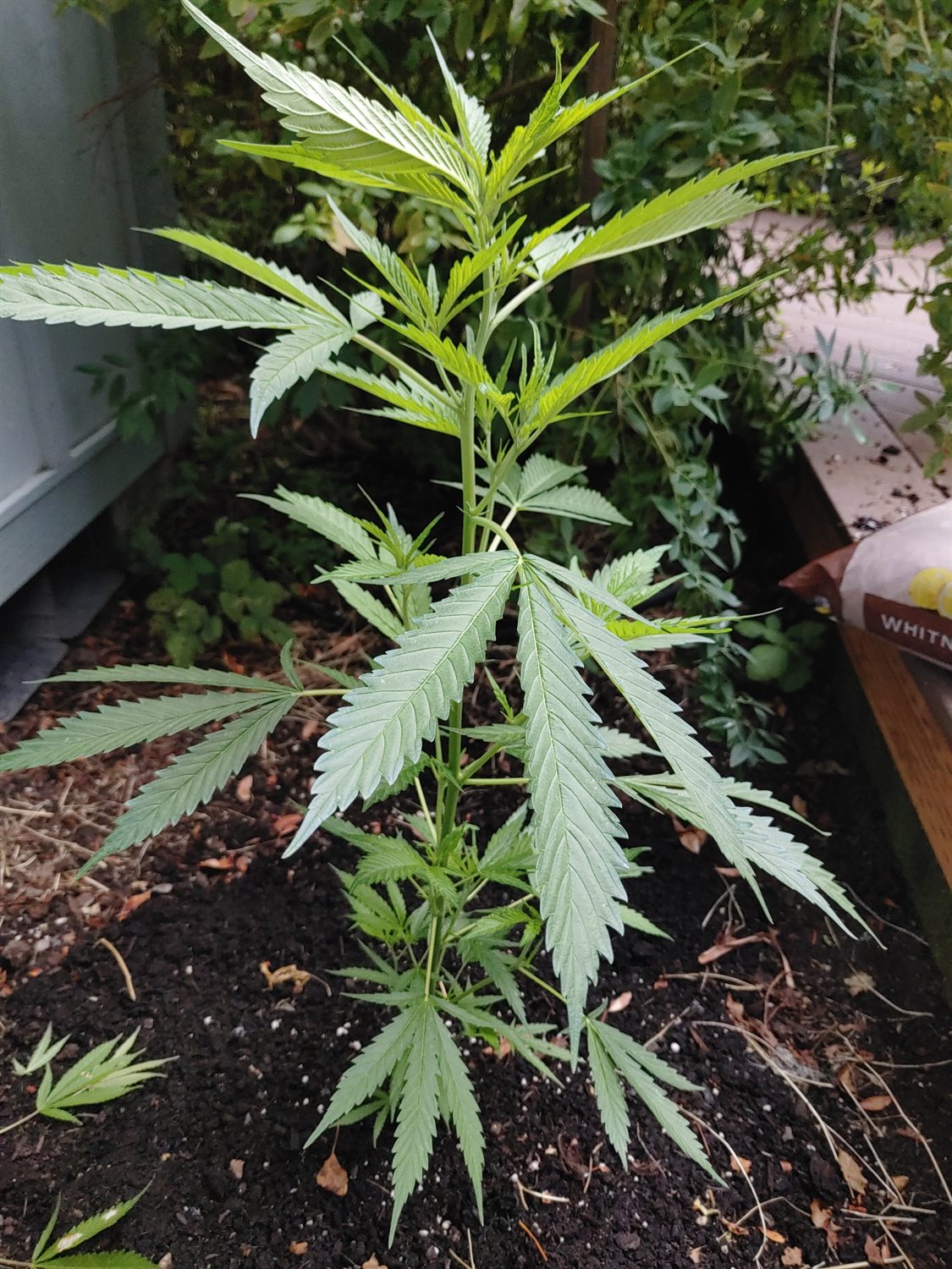 Featured Plant Image