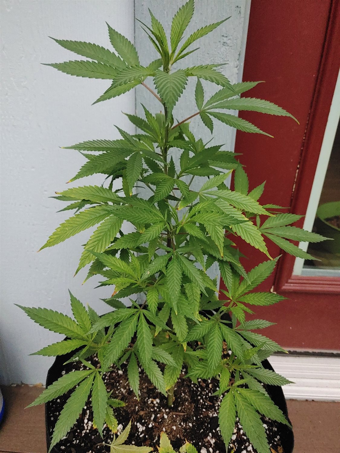 Featured Plant Image